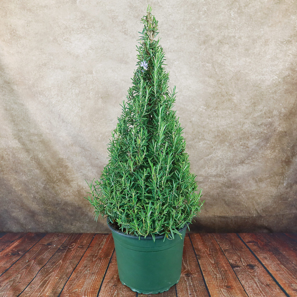 Rosemary Christmas Tree ‘Salvia rosemarinus’