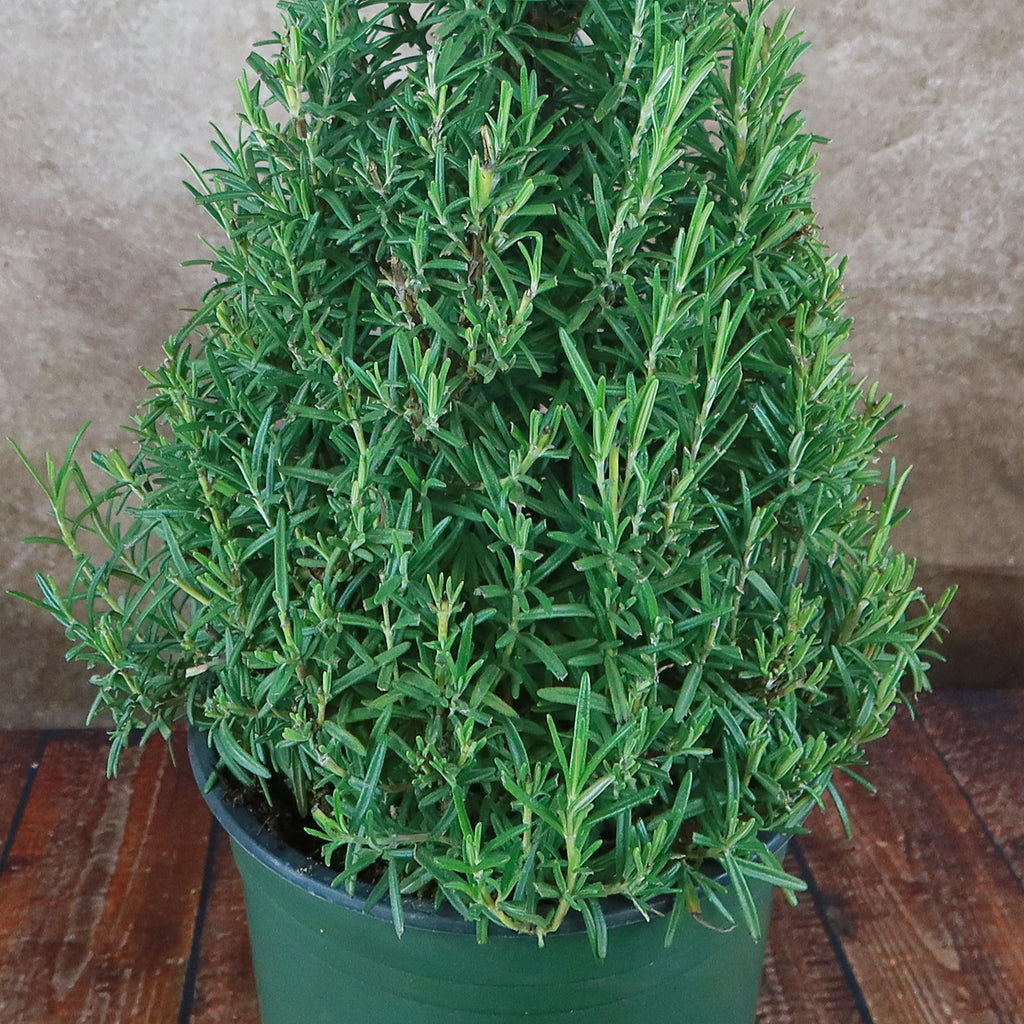 Rosemary Christmas Tree ‘Salvia rosemarinus’