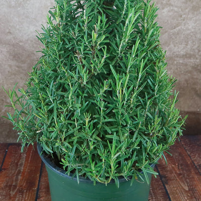 Rosemary Tree ‘Salvia rosemarinus’