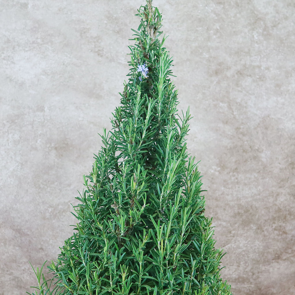 Rosemary Christmas Tree ‘Salvia rosemarinus’