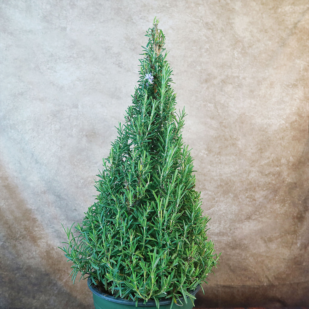 Rosemary Christmas Tree ‘Salvia rosemarinus’