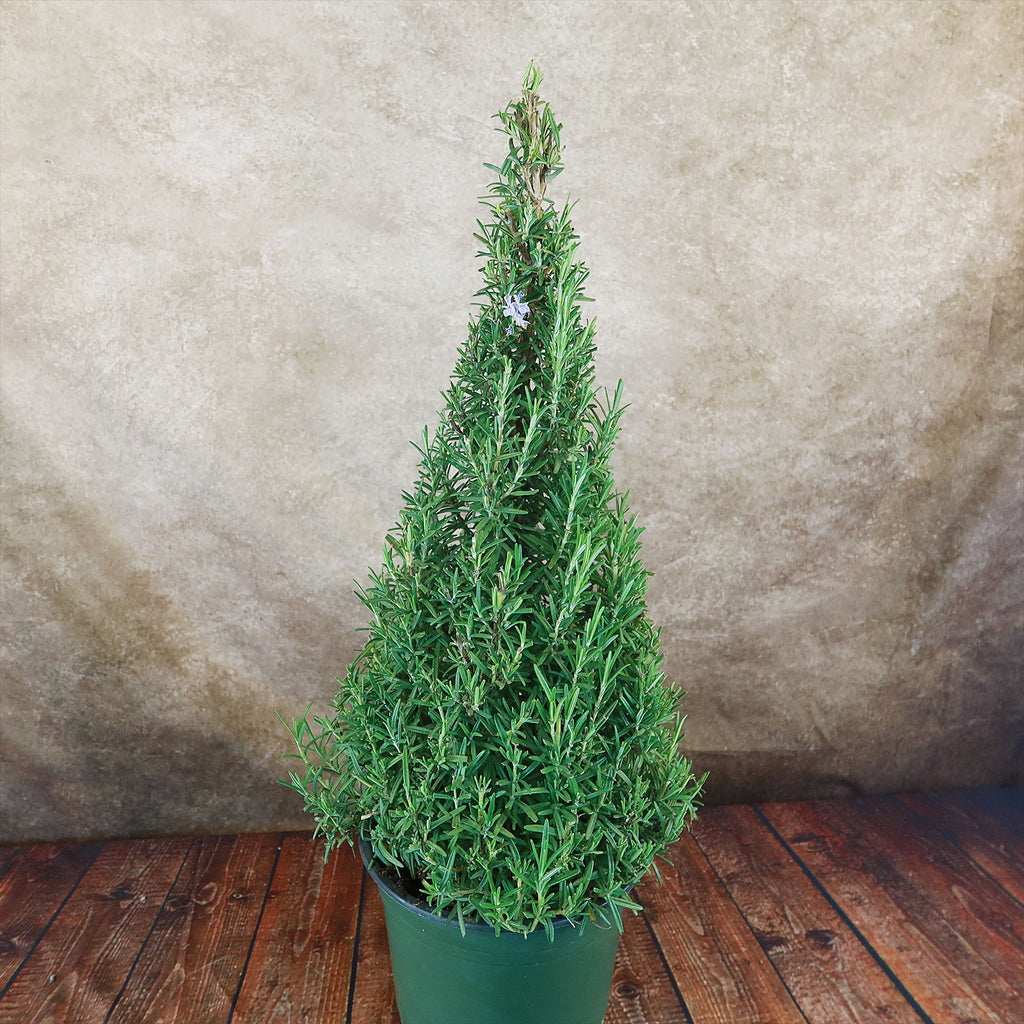 Rosemary Christmas Tree ‘Salvia rosemarinus’