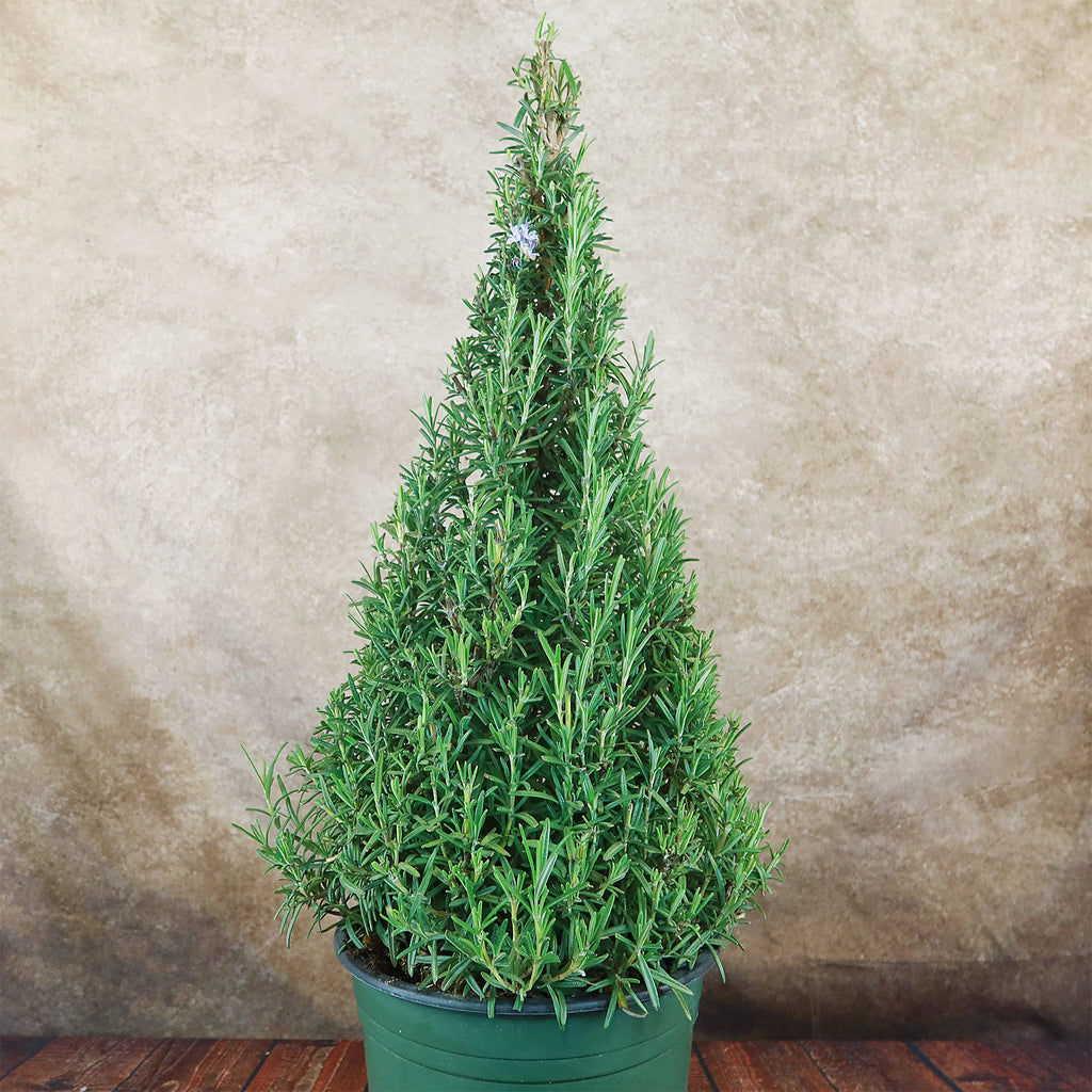 Rosemary Christmas Tree ‘Salvia rosemarinus’