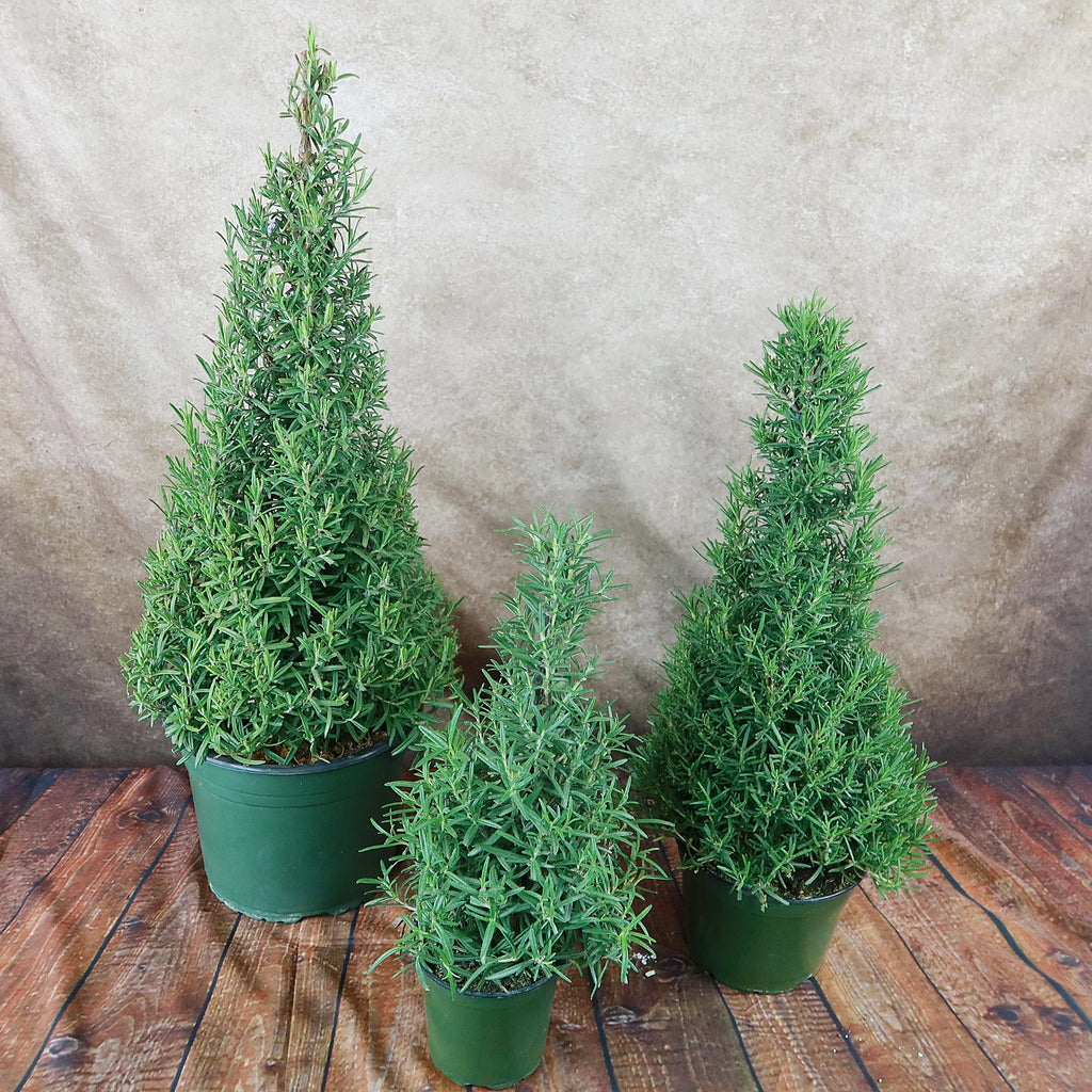 Rosemary Christmas Tree ‘Salvia rosemarinus’
