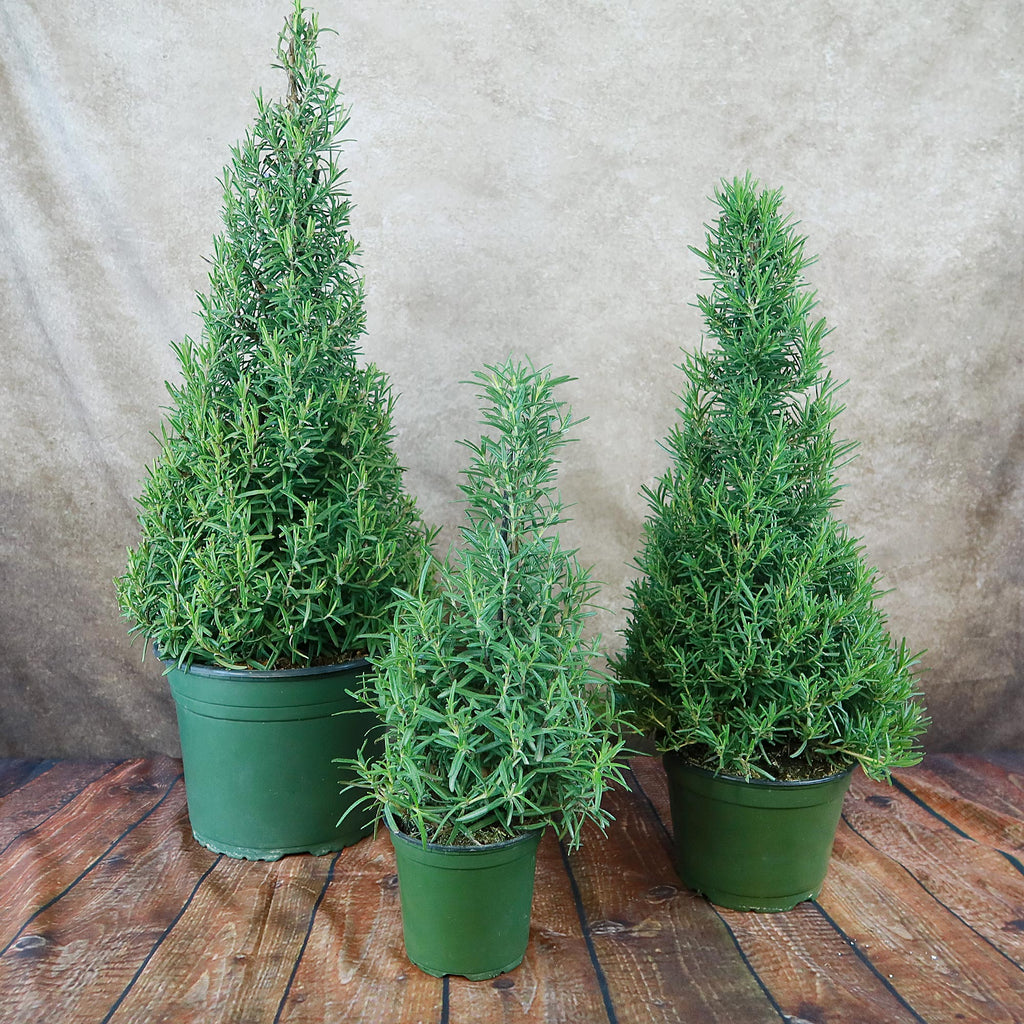 Rosemary Christmas Tree ‘Salvia rosemarinus’