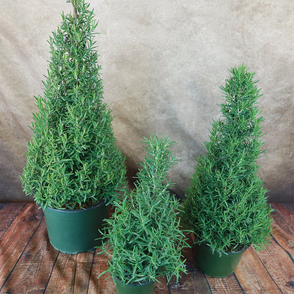 Rosemary Christmas Tree ‘Salvia rosemarinus’