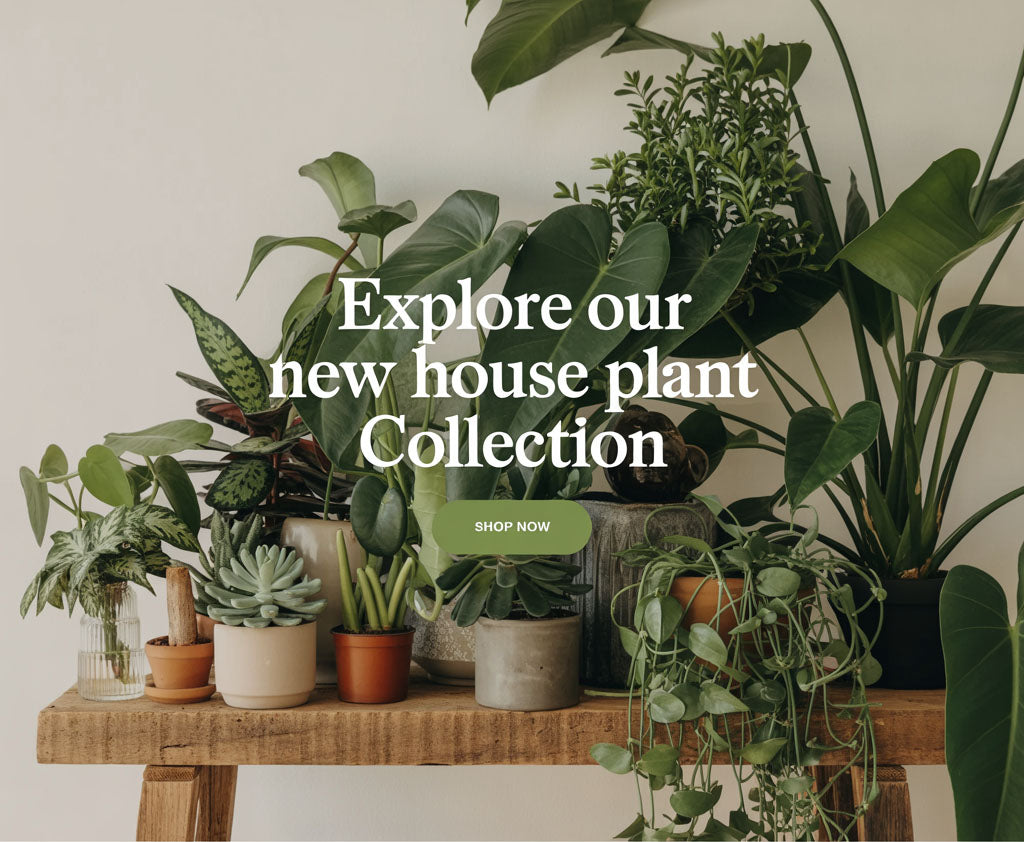 House plants