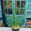 Cussonia spicata