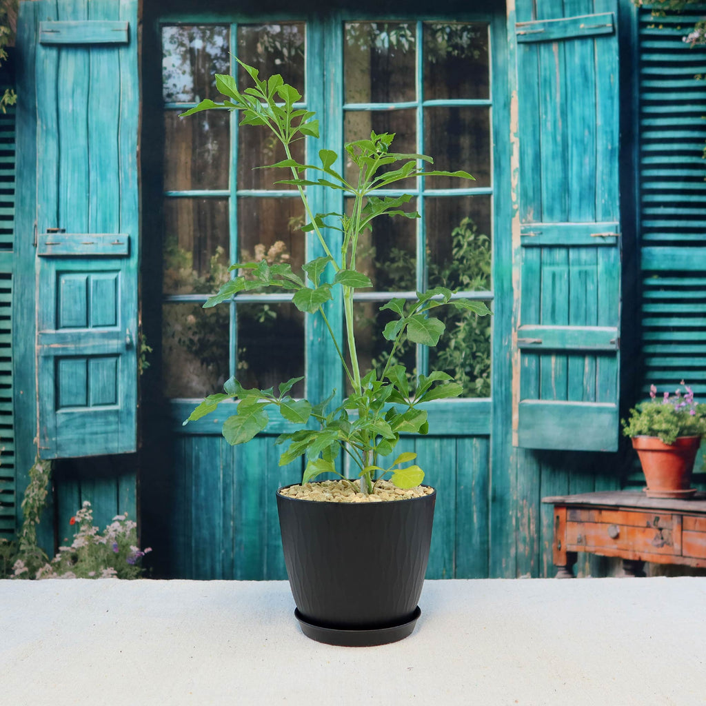 Cussonia spicata