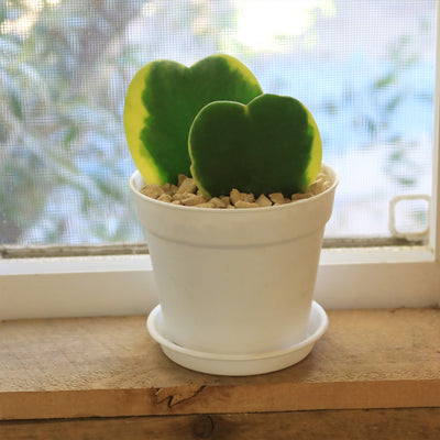 double heart succulent Hoya Hearts ‘Variegated Hoya kerrii’ Valentines Gift for Plant Lovers – Single & Double Variegated Hearts 4" Heart