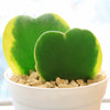 Hoya Hearts ‘Variegated Hoya kerrii’ Valentines Gift for Plant Lovers – Single & Double Variegated Hearts