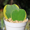 Hoya Hearts ‘Variegated Hoya kerrii’ Valentines Gift for Plant Lovers – Single & Double Variegated Hearts