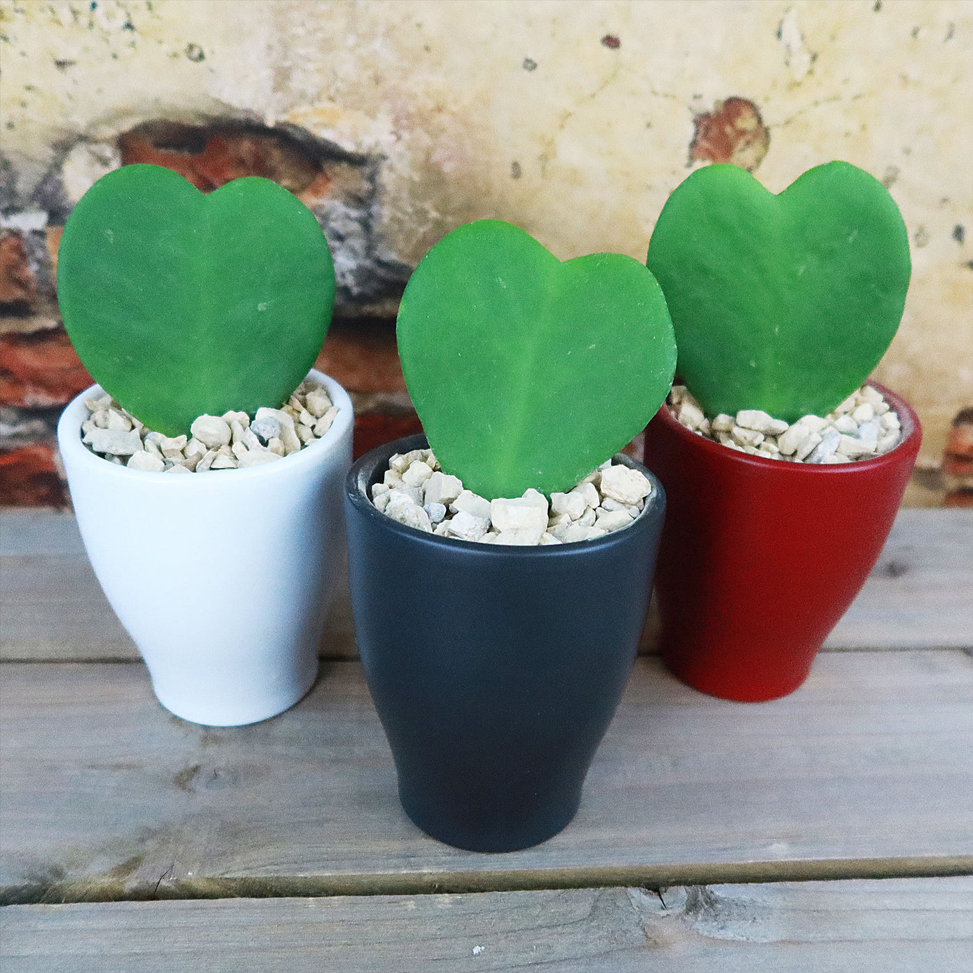 pots for hoya plants Hoya Heart Gift With Colorful Decorative Ceramic Pot – Planet Desert