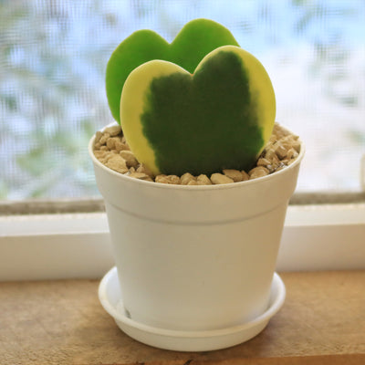 Hoya Hearts ‘Variegated Hoya kerrii’ Valentines Gift for Plant Lovers – Single & Double Variegated Hearts