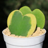 Hoya Heart Plant ‘Hoya kerrii’ Lovers Day Valentines Gift – Single & Double Hearts