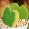 Hoya Heart Plant ‘Hoya kerrii’ Lovers Day Valentines Gift – Single & Double Hearts