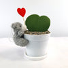 Hoya Heart Plant - Lovers Day Valentine’s Gift with Teddy Bear