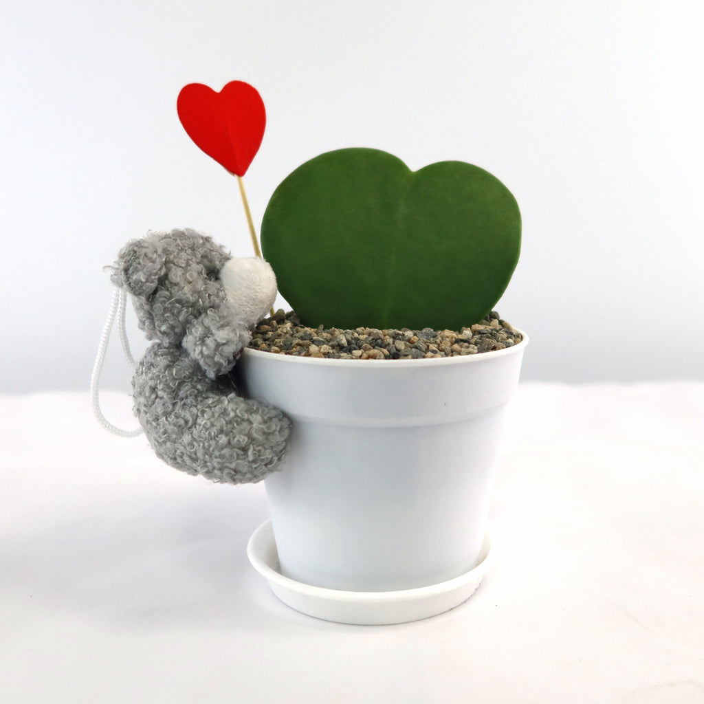 Hoya Heart Plant - Lovers Day Valentine’s Gift with Teddy Bear