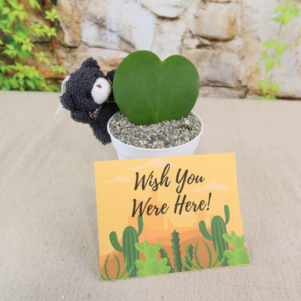 Hoya Heart Plant - Lovers Day Valentine’s Gift with Teddy Bear