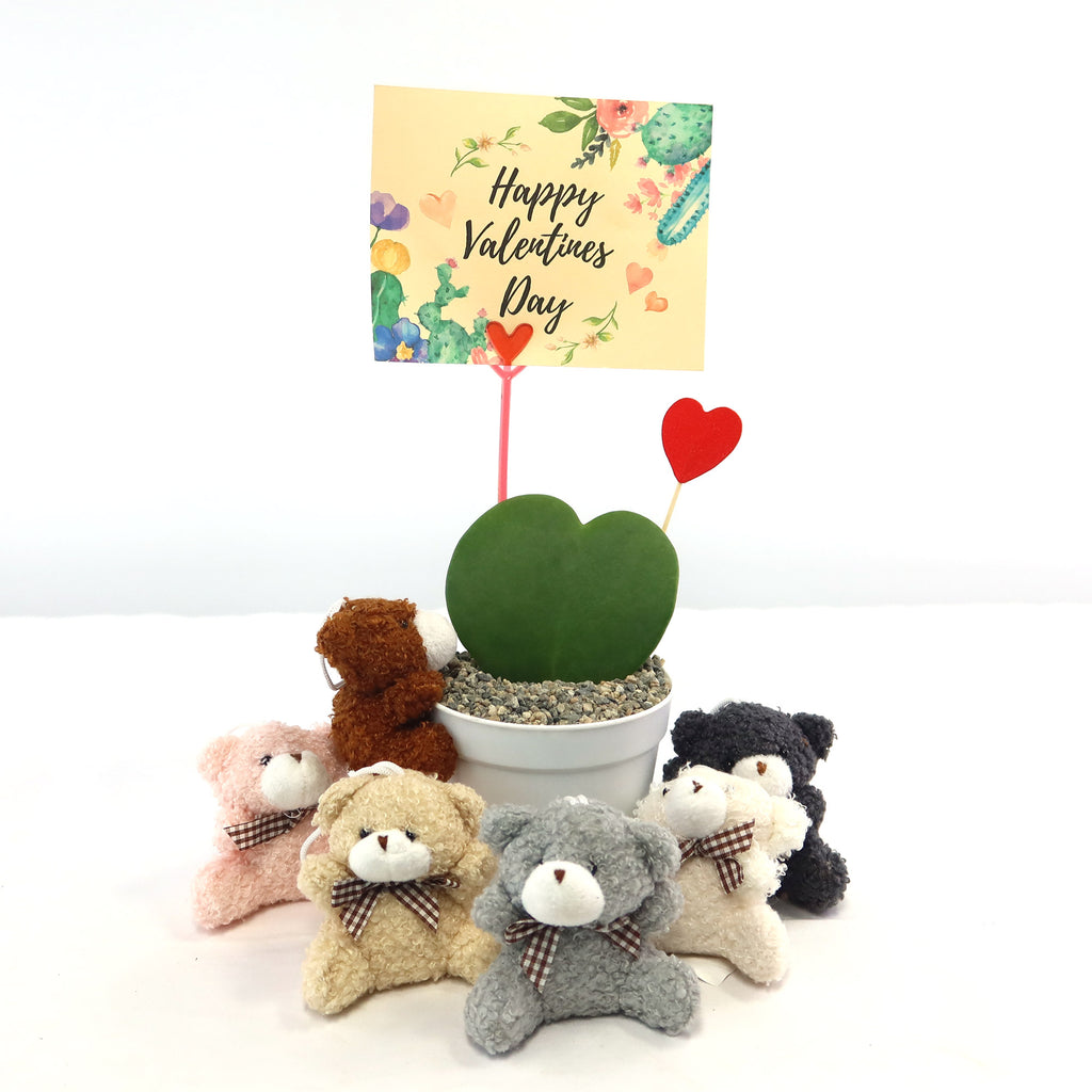 Hoya Heart Plant - Lovers Day Valentine’s Gift with Teddy Bear