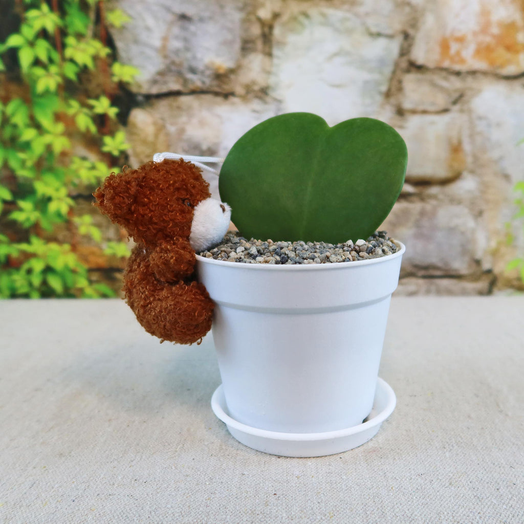 Hoya Heart Plant - Lovers Day Valentine’s Gift with Teddy Bear