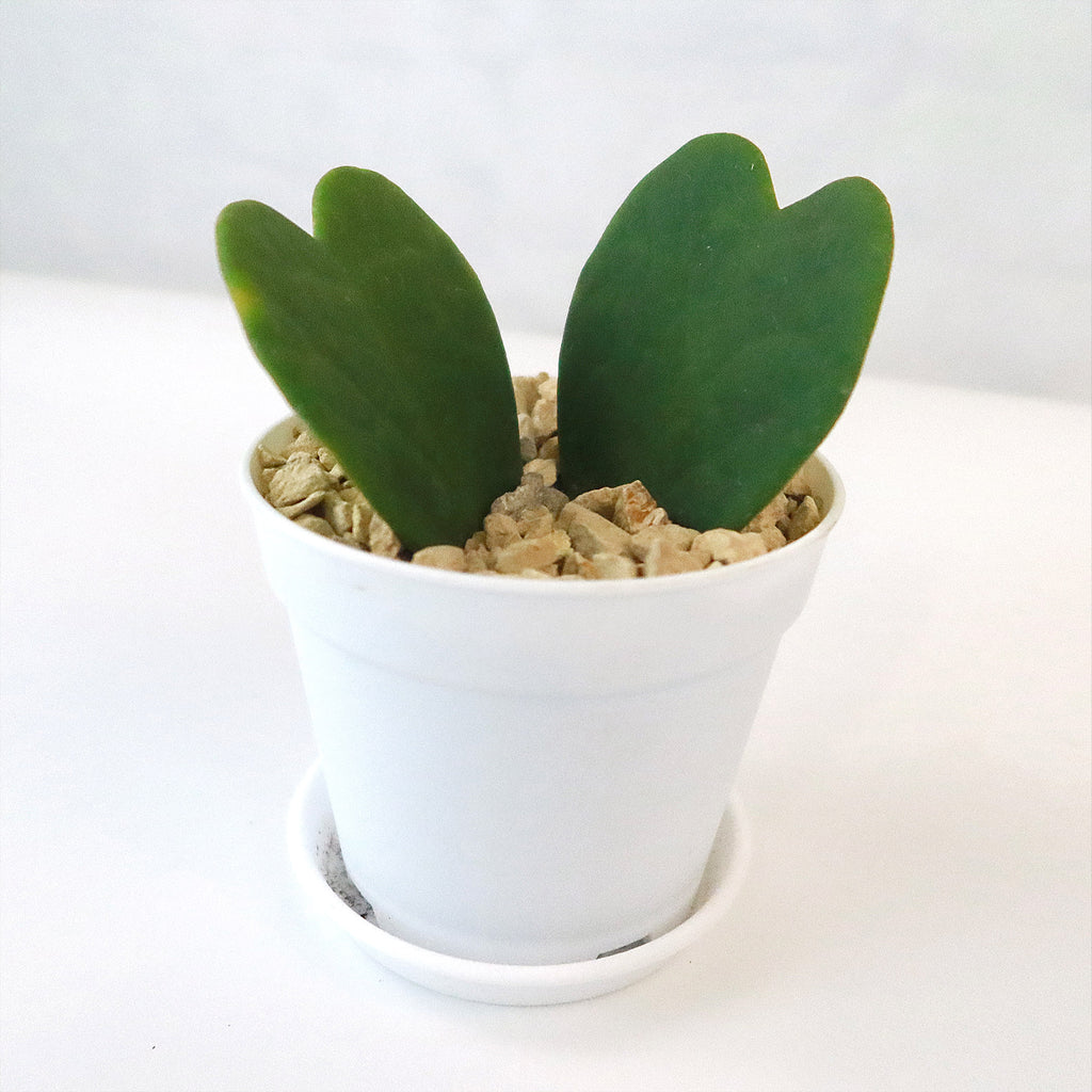 Hoya Heart Gift Plant in White Pot