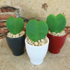 Hoya Heart Plant ‘Hoya kerrii’ Lovers Day Valentines Gift – Single & Double Hearts