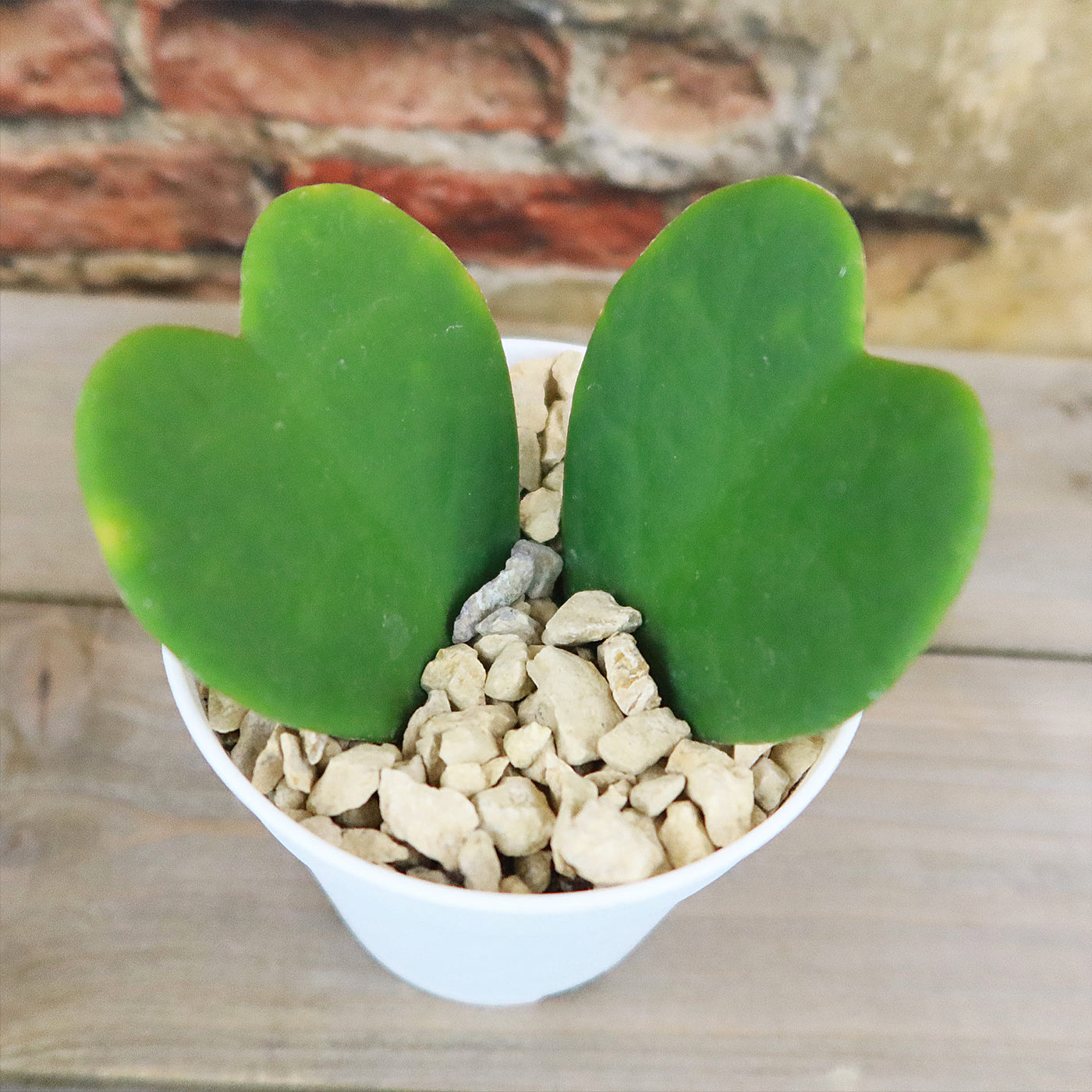 double heart succulent Hoya Heart Gift Plant in White Pot 4" Pot / Single Heart