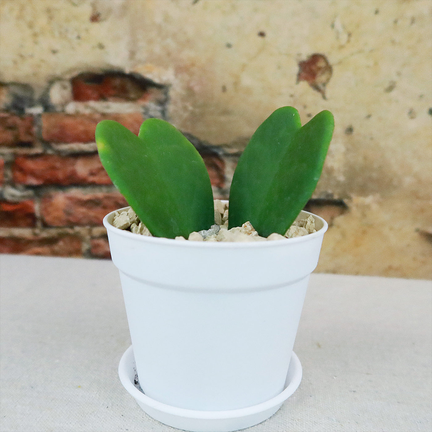 tiny heart succulent plant Hoya Heart Gift Plant in White Pot