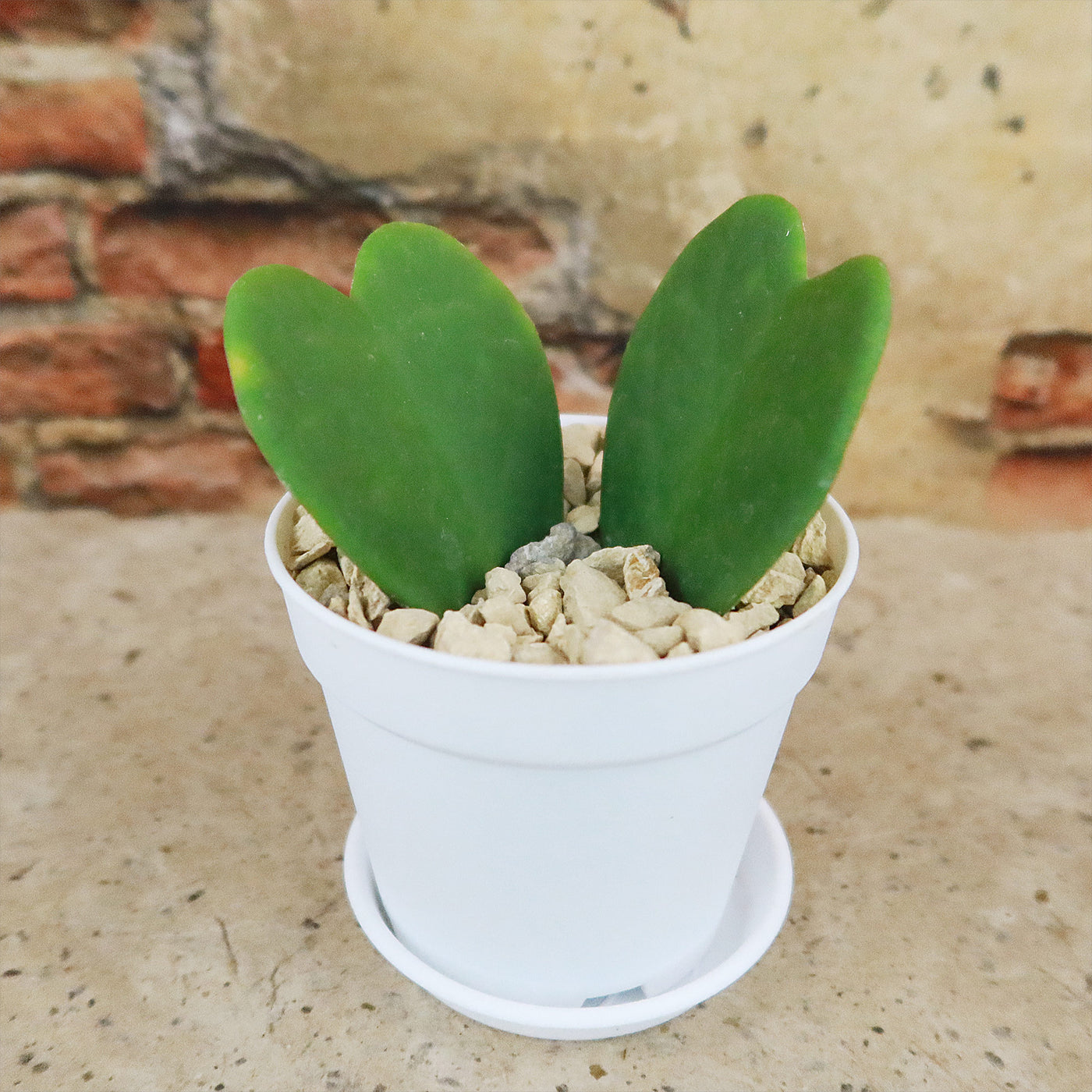 succulent shaped like a heart Hoya Heart Gift Plant in White Pot 4" Pot / Single Heart