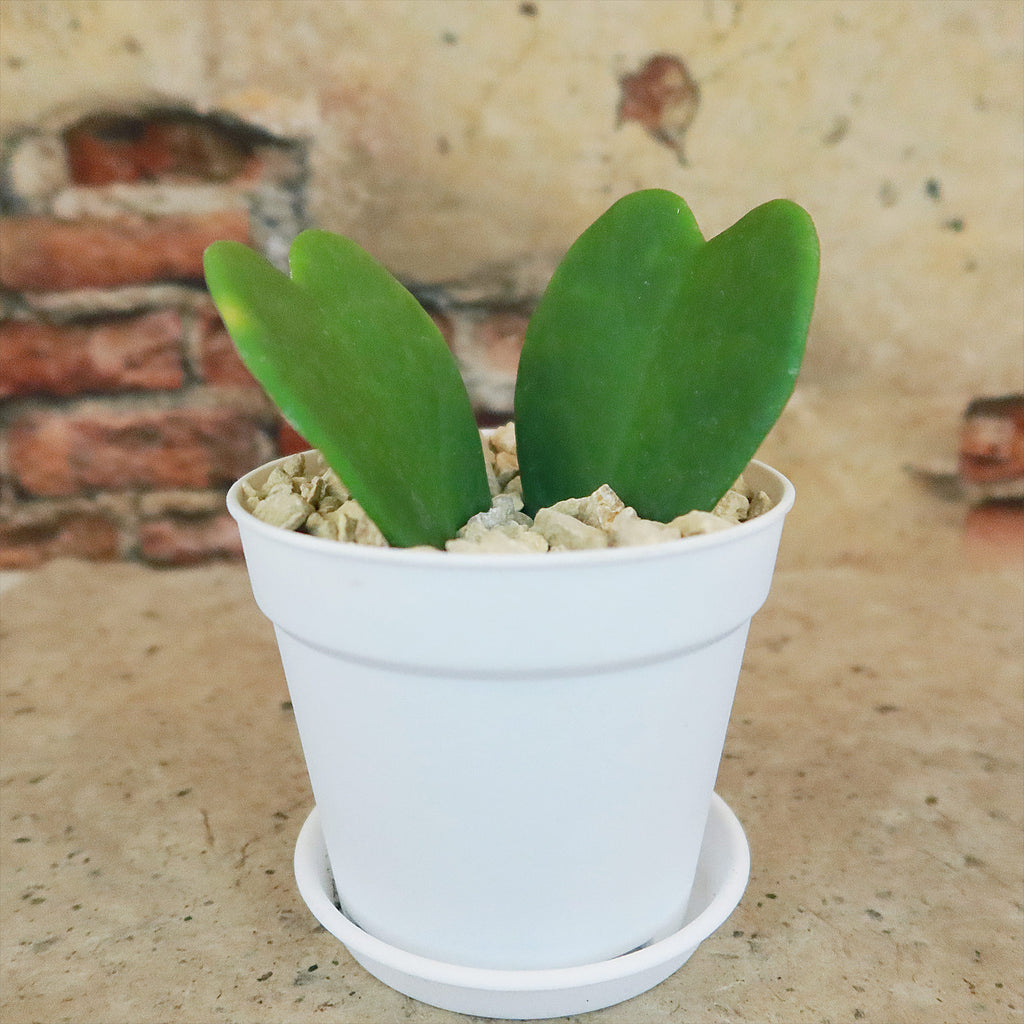 Hoya Heart Gift Plant in White Pot