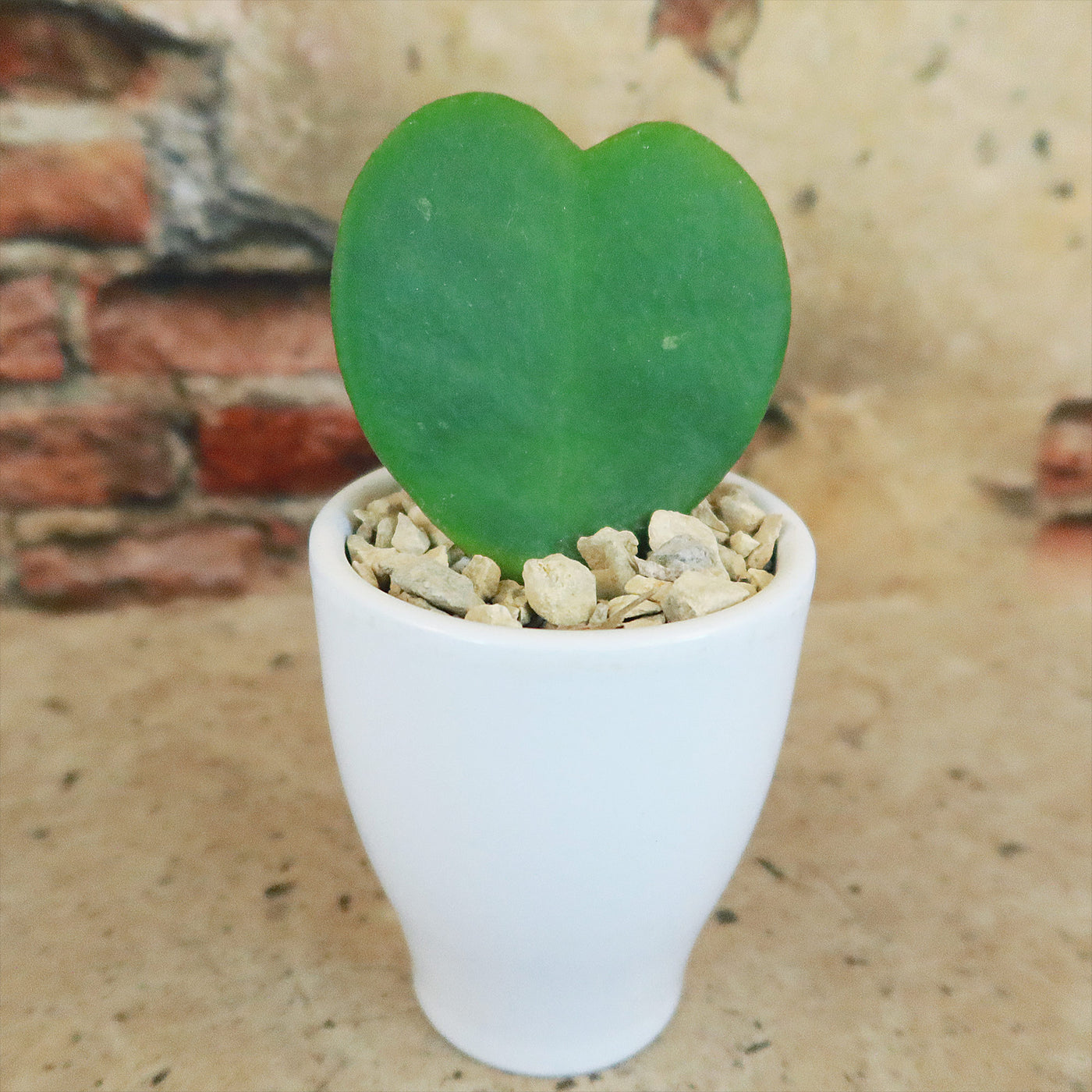 Hoya Heart Plant ‘Hoya kerrii’ Lovers Day Valentines Gift – Single & Double Hearts