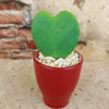 Hoya Heart Plant ‘Hoya kerrii’ Lovers Day Valentines Gift – Single & Double Hearts