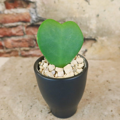 Hoya Heart Plant ‘Hoya kerrii’ Lovers Day Valentines Gift – Single & Double Hearts