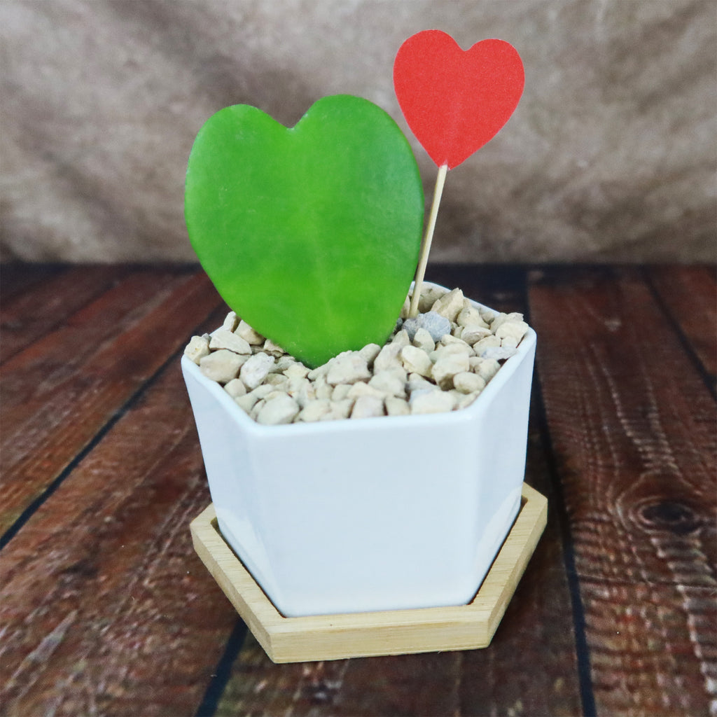 ‘Hoya Heart Plant’ Gift in White Hexagon Ceramic Pot with a Bamboo Saucer