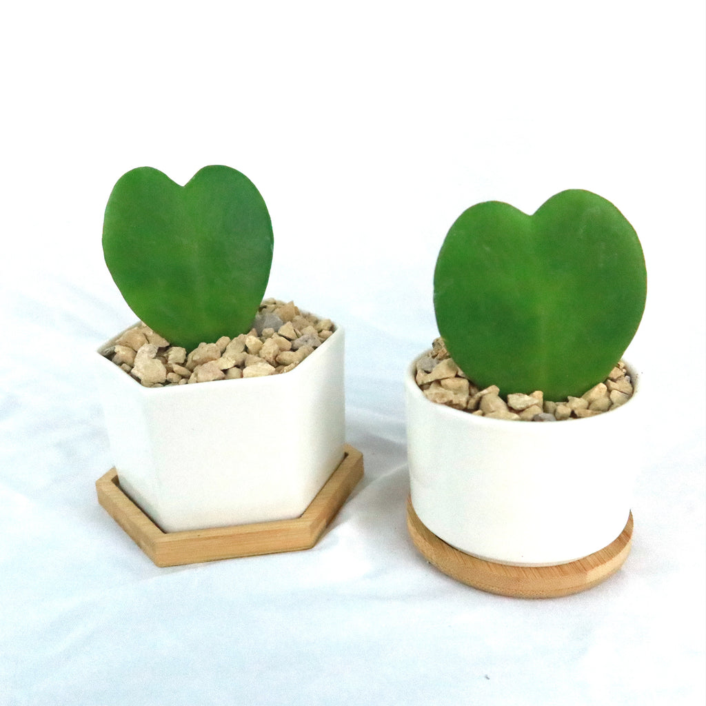 ‘Hoya Heart Plant’ Gift in White Hexagon Ceramic Pot with a Bamboo Saucer