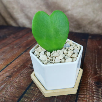 white hexagon plant pot ‘Hoya Heart Plant’ Gift in White Hexagon Ceramic Pot with a Bamboo Saucer