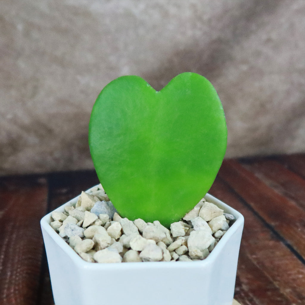 ‘Hoya Heart Plant’ Gift in White Hexagon Ceramic Pot with a Bamboo Saucer