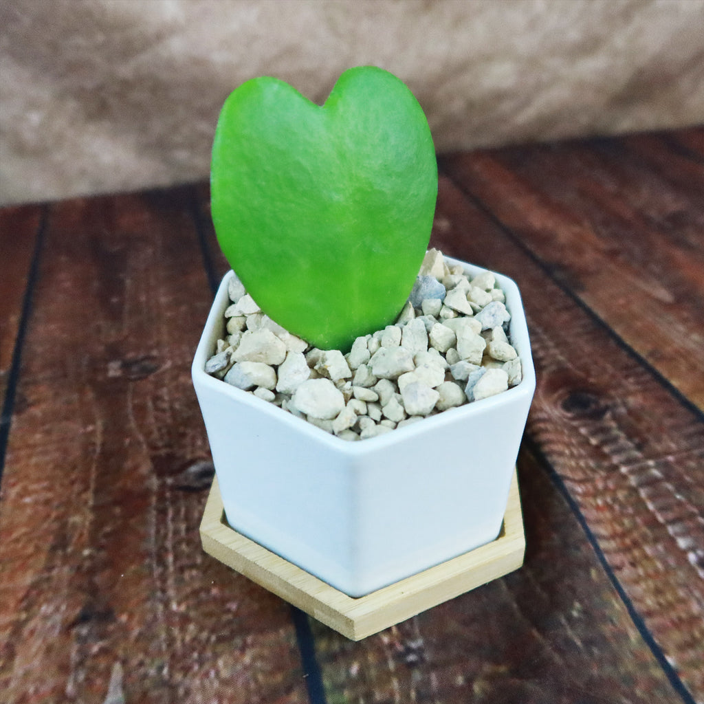 ‘Hoya Heart Plant’ Gift in White Hexagon Ceramic Pot with a Bamboo Saucer