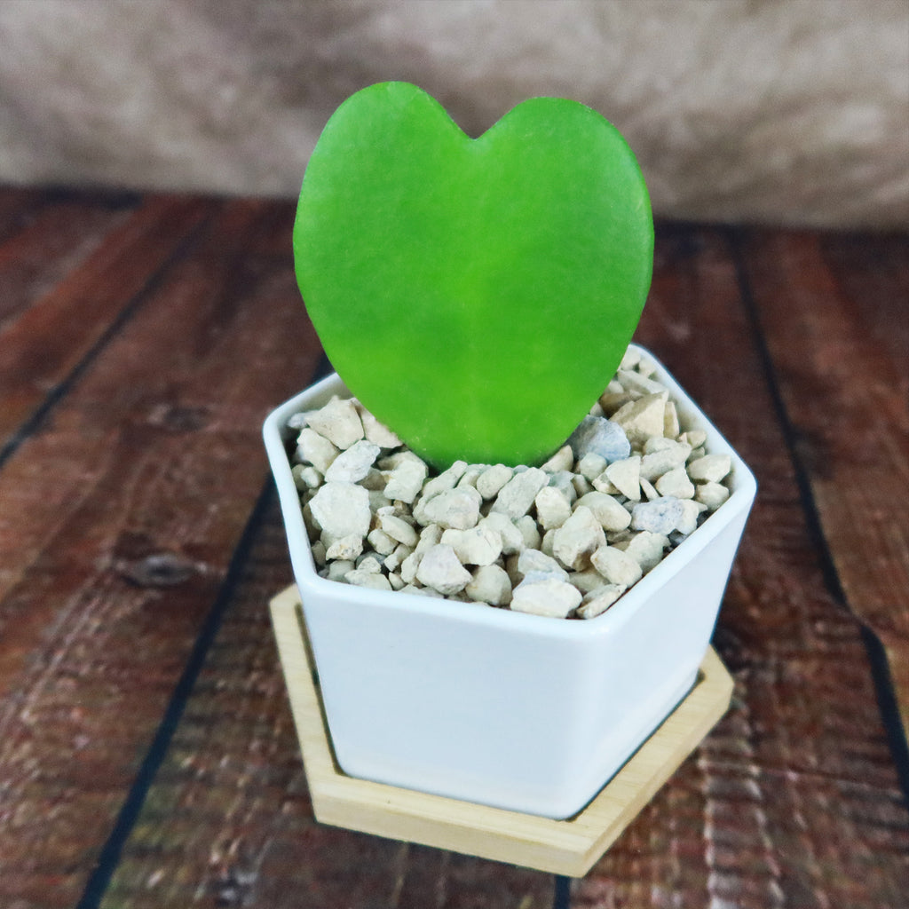‘Hoya Heart Plant’ Gift in White Hexagon Ceramic Pot with a Bamboo Saucer