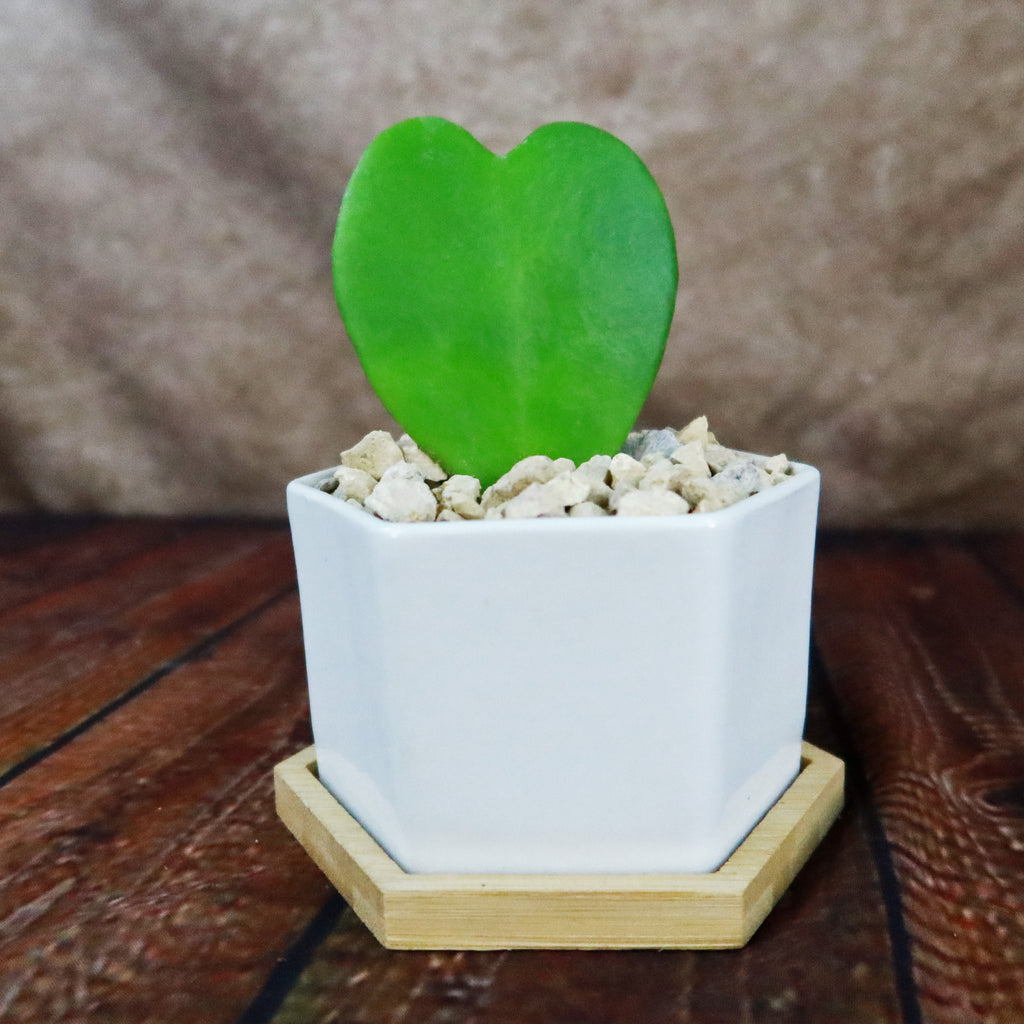 ‘Hoya Heart Plant’ Gift in White Hexagon Ceramic Pot with a Bamboo Saucer