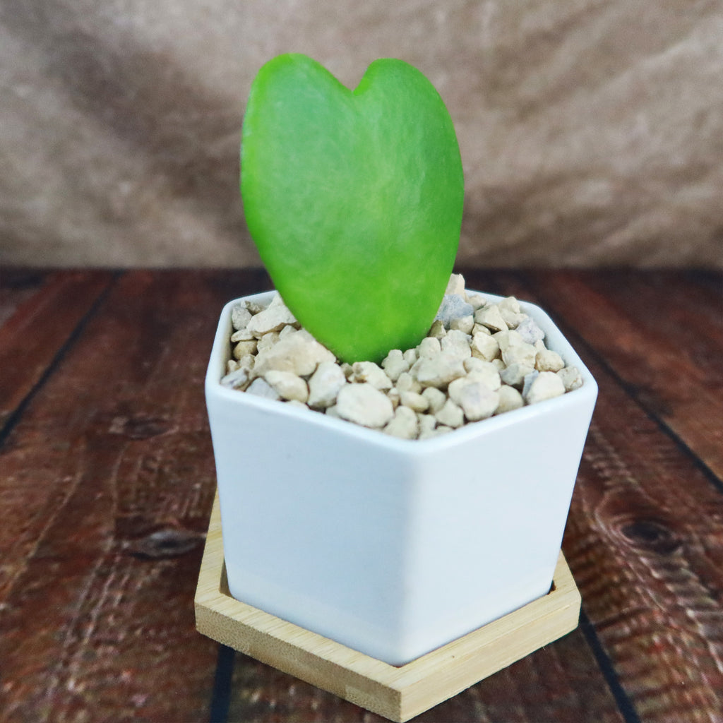 ‘Hoya Heart Plant’ Gift in White Hexagon Ceramic Pot with a Bamboo Saucer