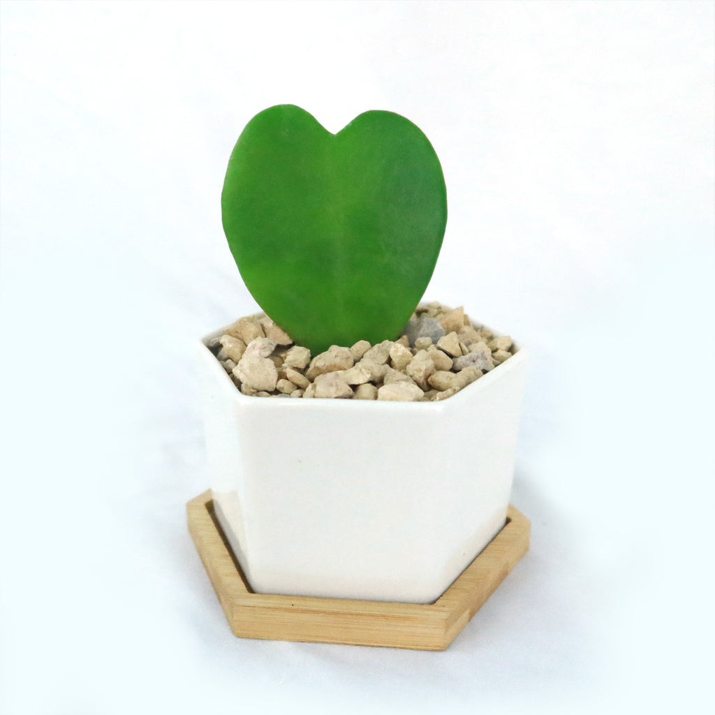 ‘Hoya Heart Plant’ Gift in White Hexagon Ceramic Pot with a Bamboo Saucer