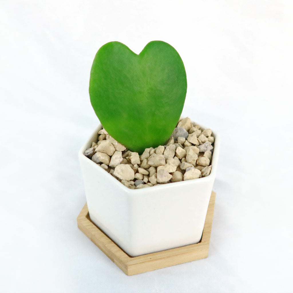 ‘Hoya Heart Plant’ Gift in White Hexagon Ceramic Pot with a Bamboo Saucer