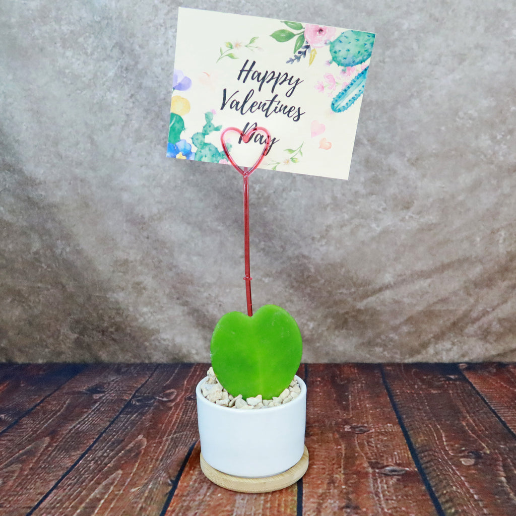 Hoya Heart Plant in White Round Ceramic Pot with a Bamboo Saucer