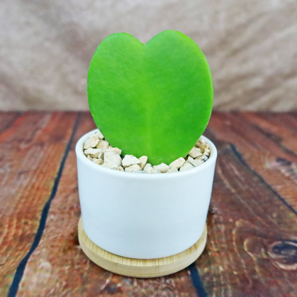 Hoya Heart Plant in White Round Ceramic Pot with a Bamboo Saucer