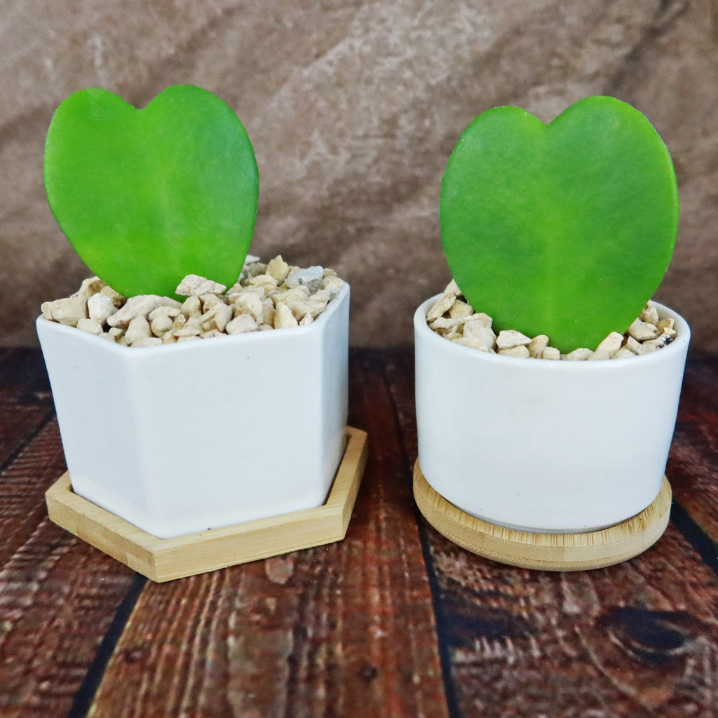 Hoya Heart Plant in White Round Ceramic Pot with a Bamboo Saucer
