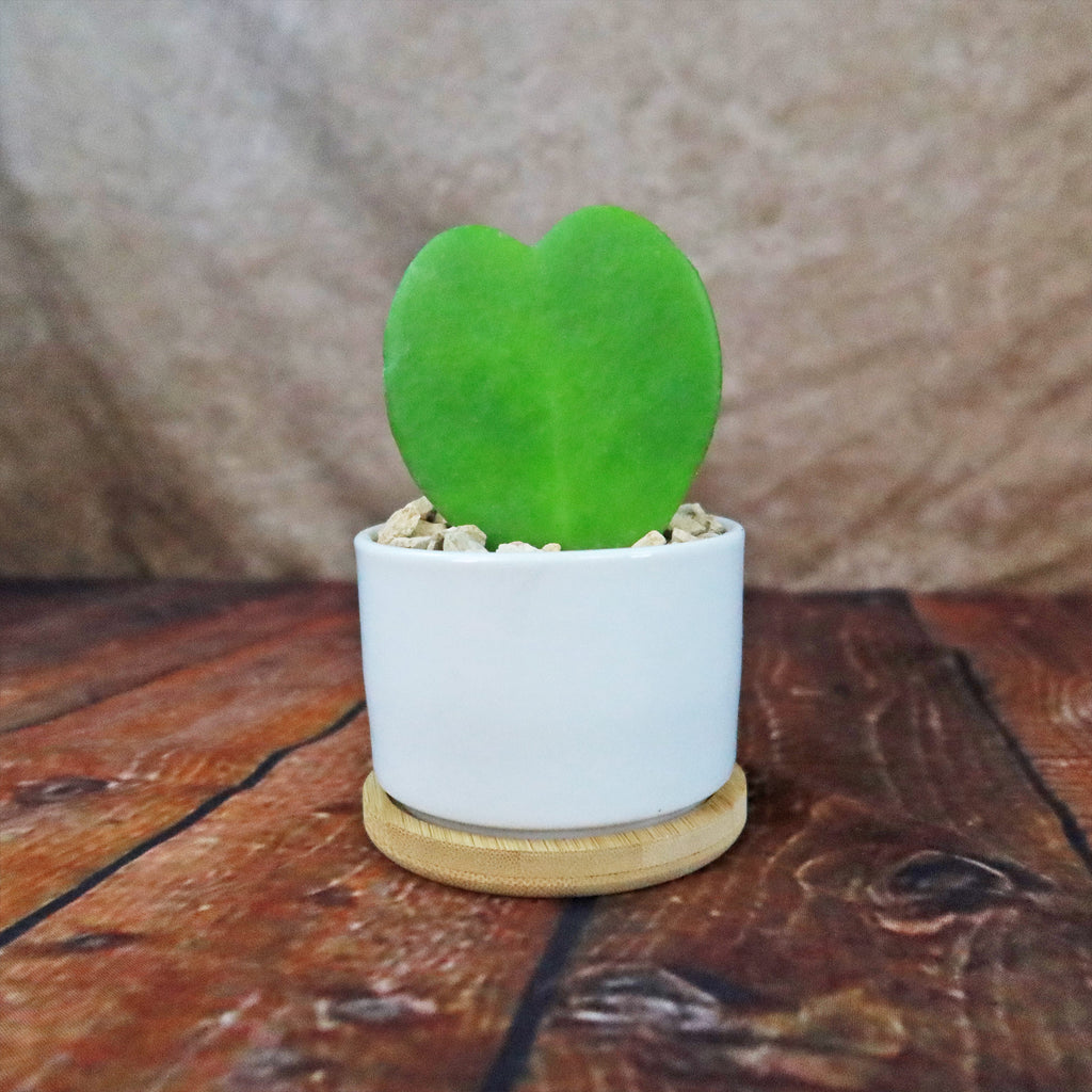 Hoya Heart Plant in White Round Ceramic Pot with a Bamboo Saucer