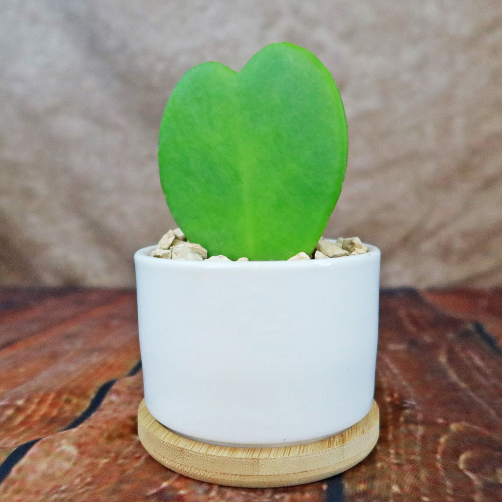 Hoya Heart Plant in White Round Ceramic Pot with a Bamboo Saucer
