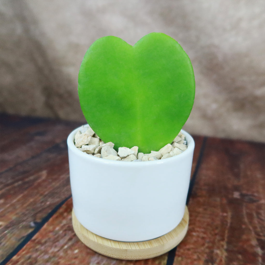 Hoya Heart Plant in White Round Ceramic Pot with a Bamboo Saucer
